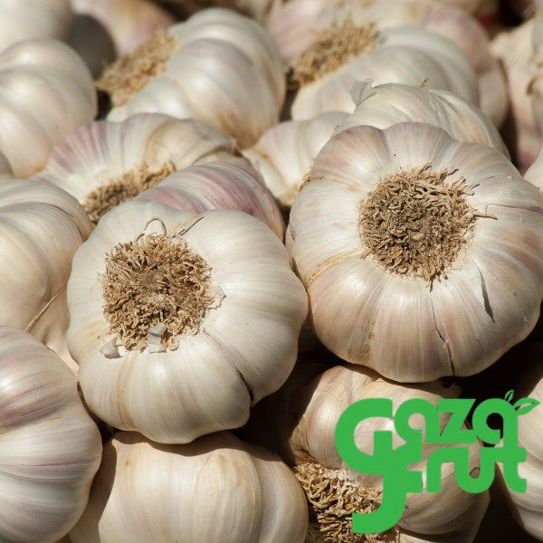 Cabeza de ajo chileno fresco GAZAFRUT