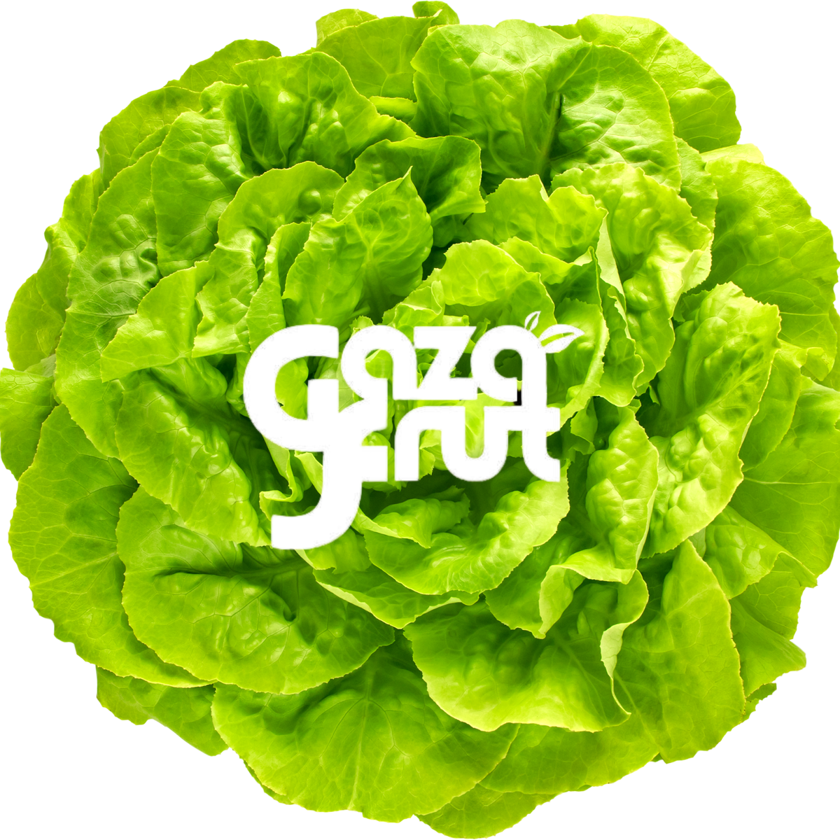 Lechuga Española