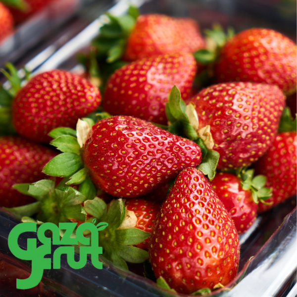 Frutilla frescas kg gazafrut
