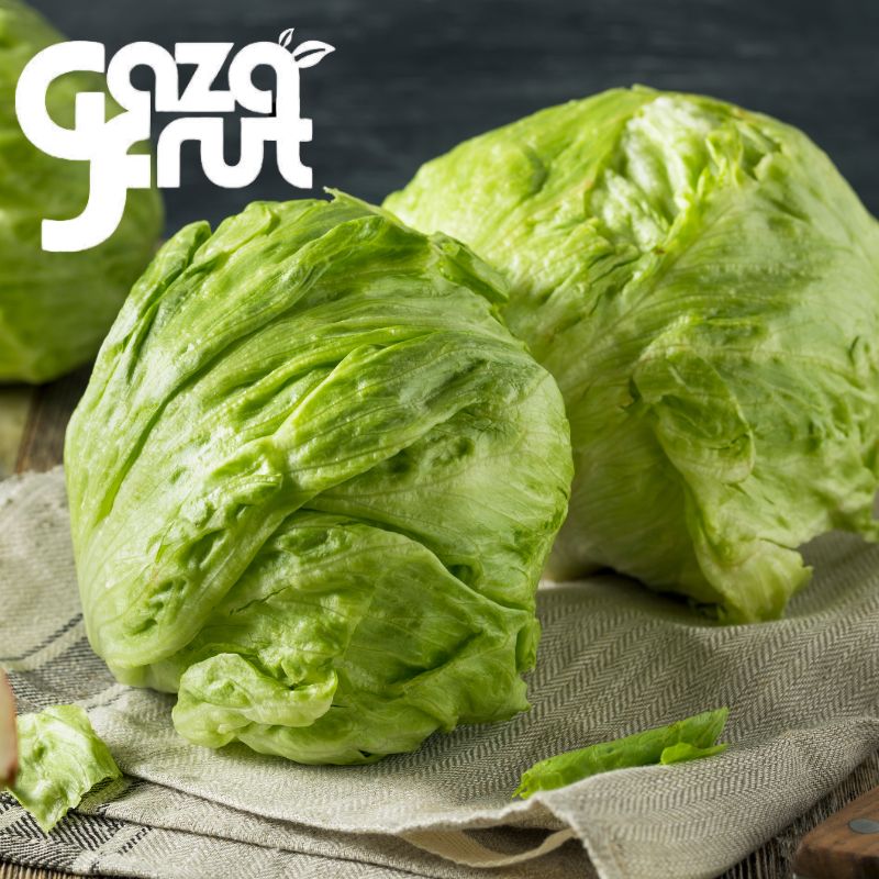 Lechuga Escarola Unidad. Seleccion de calidad para despacho en Santiago por Gazafrut.