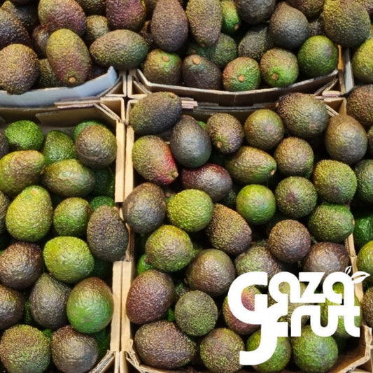 Palta hass fresca 2° Gazafrut