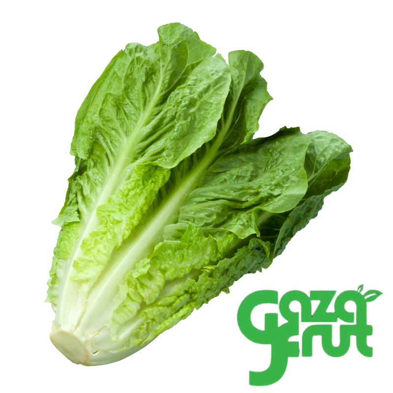 Lechuga costina gazafrut