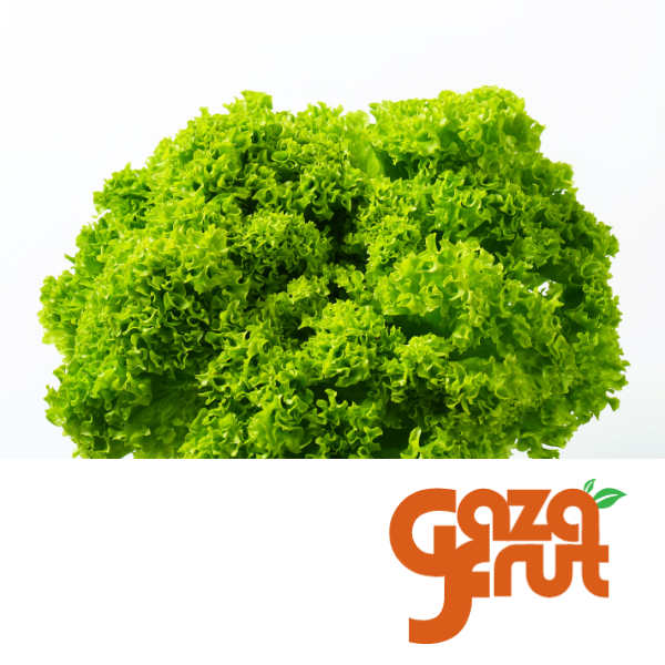Lechuga hidropónica gazafrut