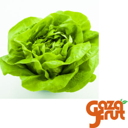 Lechuga española fresca y de hojas tiernas, ideal para ensaladas y recetas saludables.