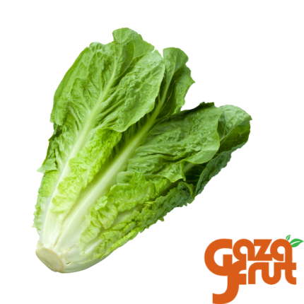 Lechuga costina fresca y crujiente, ideal para ensaladas, sándwiches y wraps.